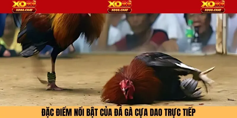 Các đặc điểm về đá gà cựa dao trực tiếp