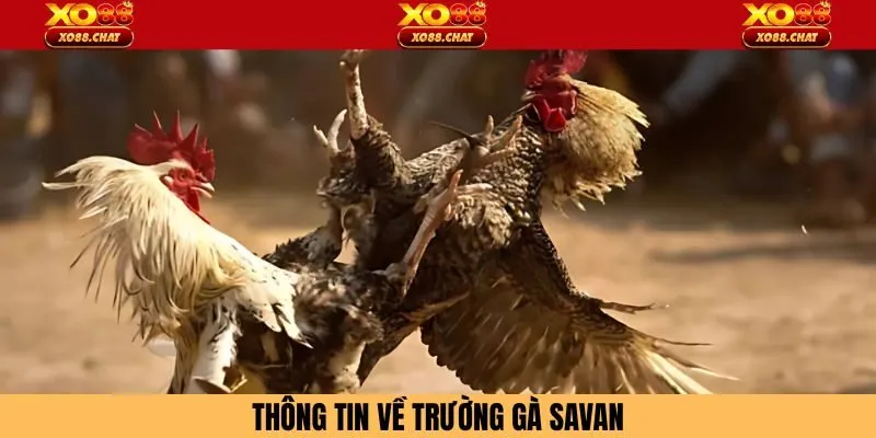 Giới thiệu trường gà Savan