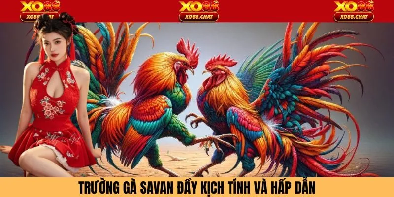Lý do trường gà Savan hấp dẫn